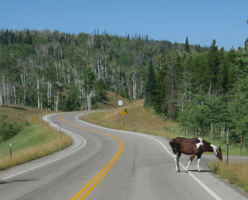 Open Range, Stock on Road.